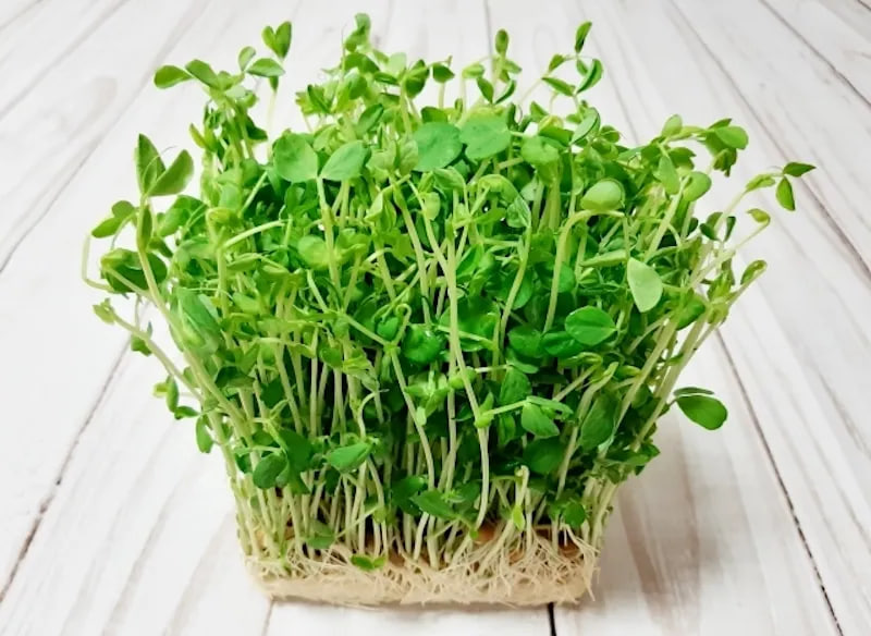 วิธีแช่เย็นและแช่แข็งยอดอ่อนถั่วลันเตา! ผู้ผลิตอาหารรายใหญ่ของญี่ปุ่นเผย: แช่น้ำแช่เย็นช่วยรักษาความสดได้นานถึง 10 วัน